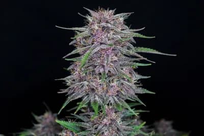 Banana Purple Punch Auto Cannabissamen 3 Stück